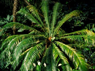 Bild der Art Palmfarn