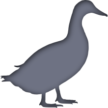 Piktogramm des Sammelnamens Enten