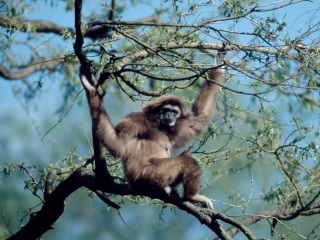 Bild der Art Gibbon