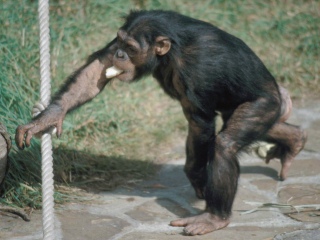 Bild der Art Schimpanse
