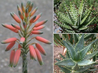 Bild der Art Aloe