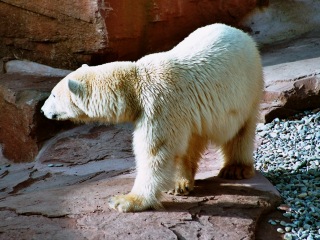 Eisbär