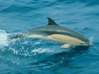 Bild der Art Gewöhnlicher Delfin
