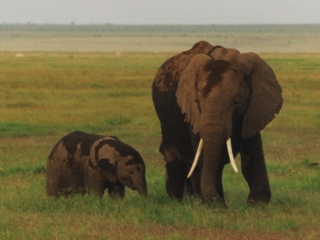 Afrikanischer Elefant