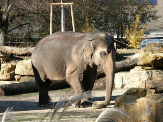 Asiatischer Elefant