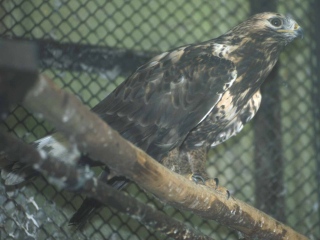 Bild der Art Rauhfußbussard