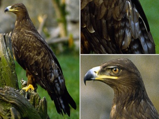 Steppenadler