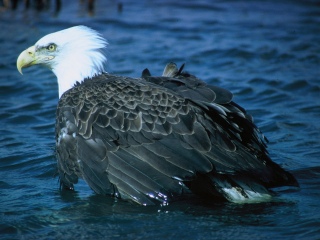 Weißkopfseeadler