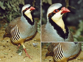 Chukarhuhn