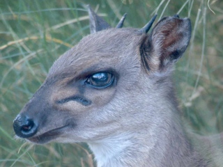 Blauböckchen