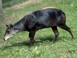 Bild der Art Gelbrückenducker