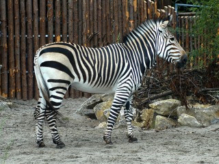 Bild der Art Hartmann-Bergzebra