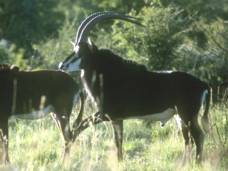 Bild der Art Riesen-Rappenantilope
