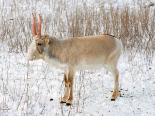 Bild der Art Saiga