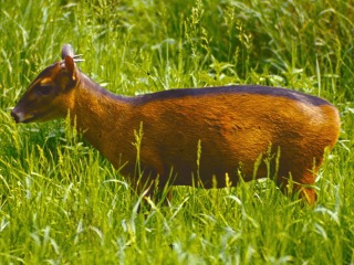 Bild der Art Schwarzrückenducker