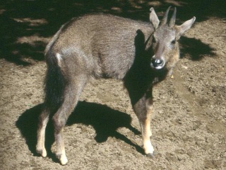 Waldziegenantilope, Goral