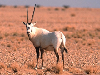 Bild der Art Weiße Oryx