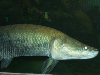 Bild der Art Arapaima