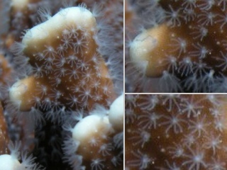 Bild der Art Blaue Koralle