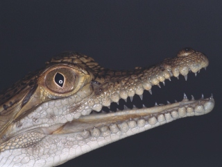 Bild der Art Australien-Krokodil