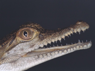Bild der Art Australien-Krokodil