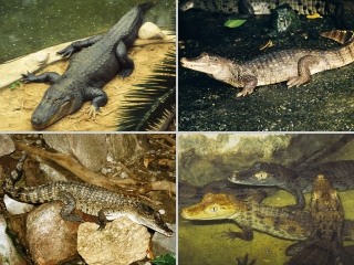 Bild der Art Krokodil