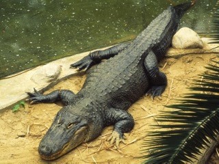Bild der Art Mississippi-Alligator