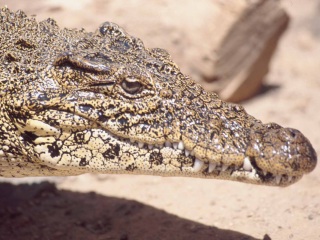 Bild der Art Rautenkrokodil