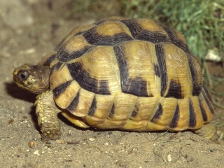 Ägyptische Landschildkröte