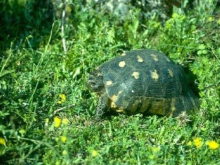 Breitrandschildkröte