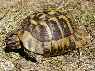 Bild der Art Griechische Landschildkröte