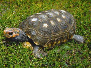 Bild der Art Köhlerschildkröte