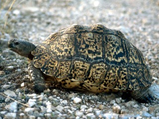 Bild der Art Pantherschildkröte