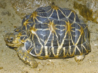 Bild der Art Sternschildkröte