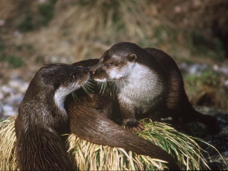 Eurasische Fischotter