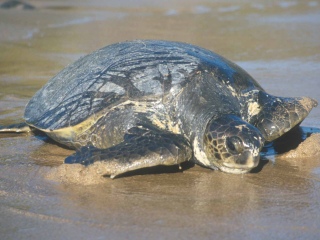 Bild der Art Suppenschildkröte