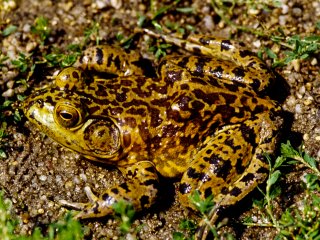 Bild der Art Nordamerikanischer Ochsenfrosch