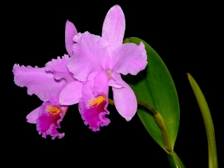 Bild der Art Orchidee
