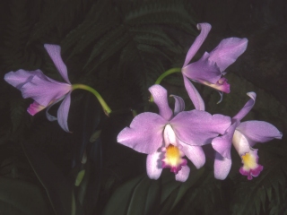 Bild der Art Orchidee