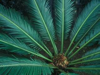 Bild der Art Palmfarn