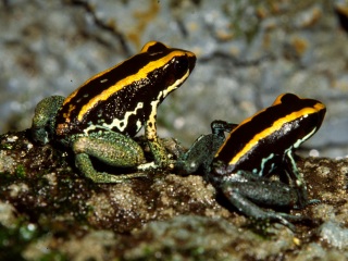 Gestreifter Blattsteigerfrosch