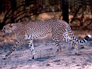 Gepard