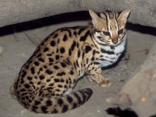 Bild der Art Indische Bengalkatze