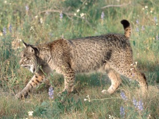 Bild der Art Pardelluchs