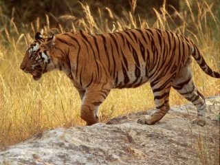 Bild der Art Tiger