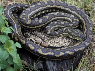 Bild der Art Australischer Python