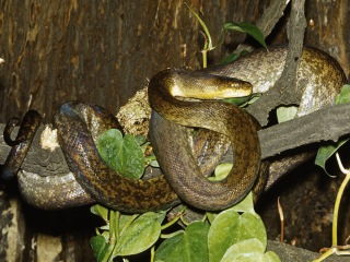 Brauner Wasserpython