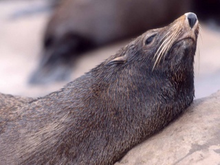 Bild der Art Seebär