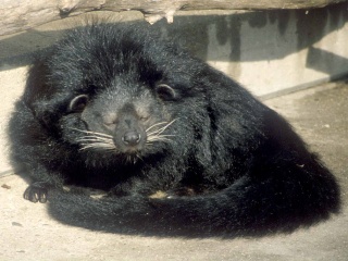 Binturong