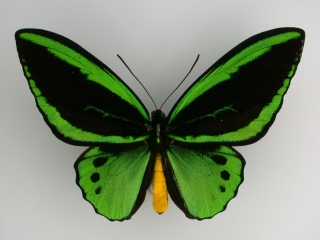 Bild der Art Vogelflügler